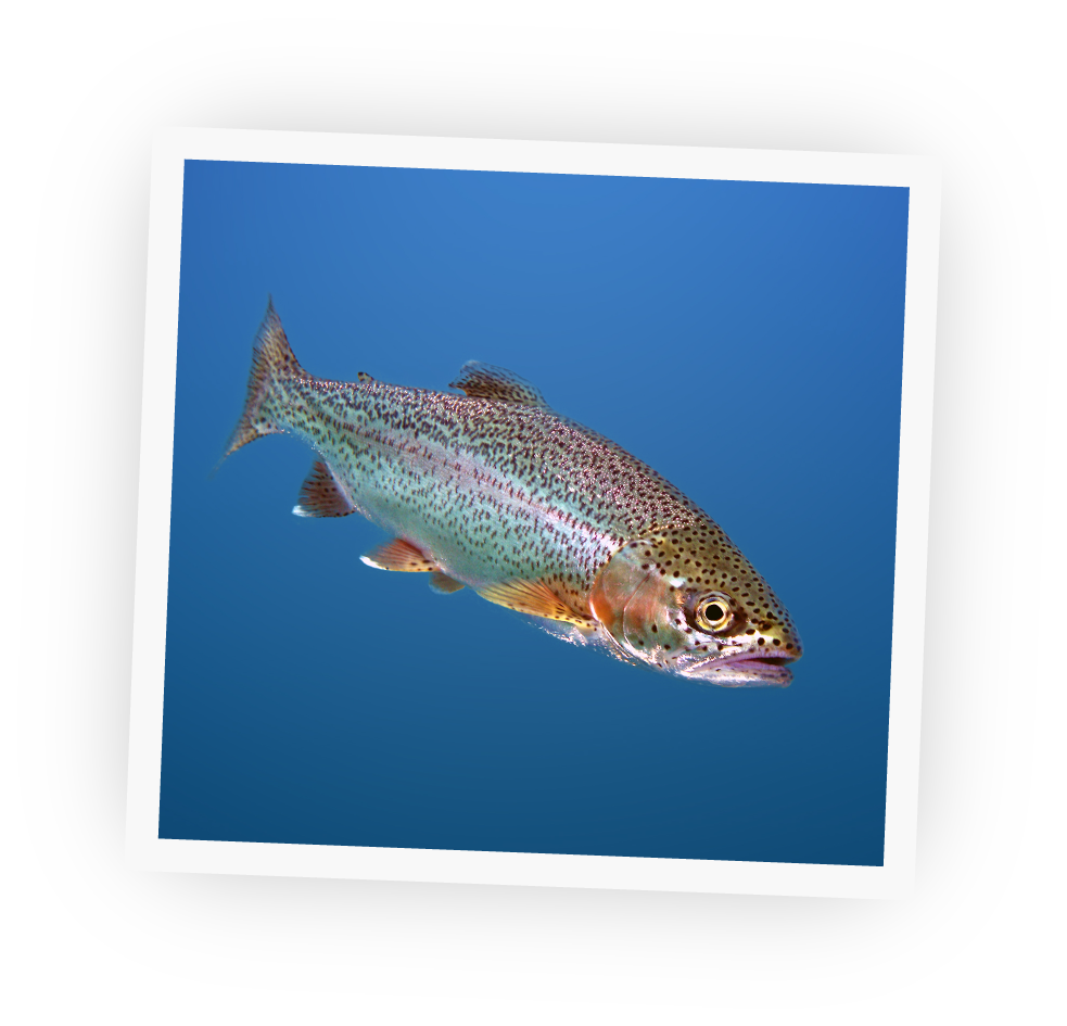 Protamine is a a protein discovered in river trout that prolongs the effects of insulin