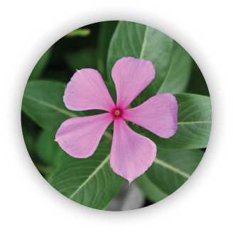 Pink flower with green leaves