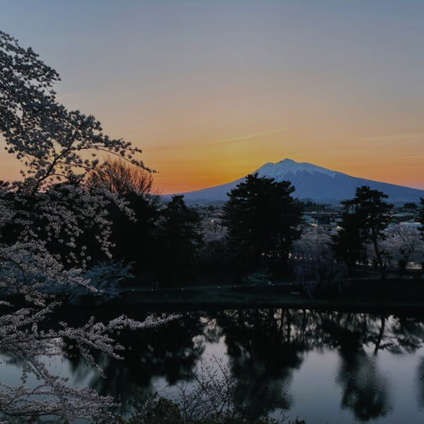 命を優先したことで立ち会えた弘前の桜と岩木山