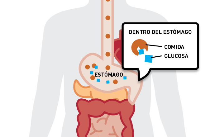 Niveles de glucosa en sangre paso 1