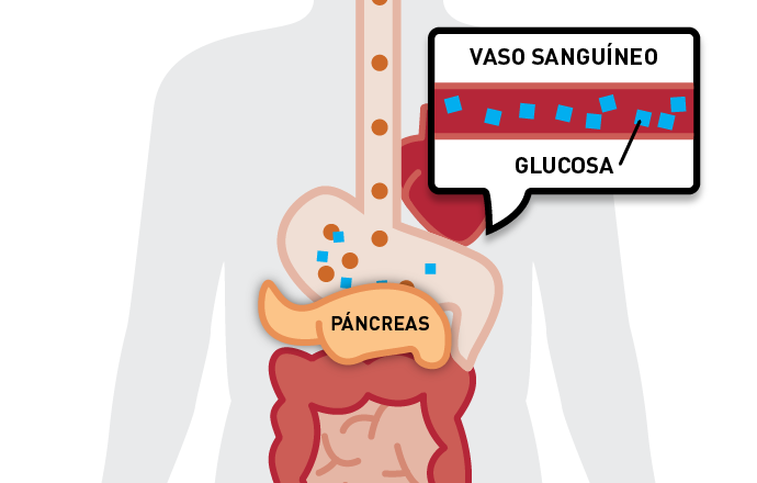 Niveles de glucosa en sangre paso 3
