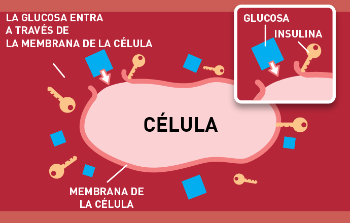 Niveles de glucosa en sangre paso 5
