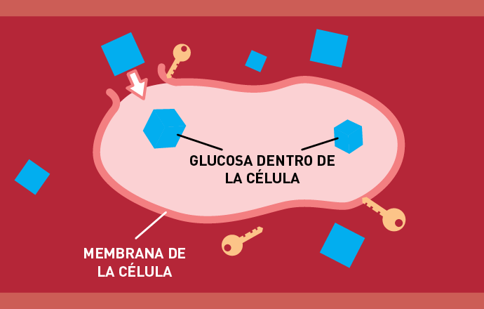 Niveles de glucosa en sangre paso 7